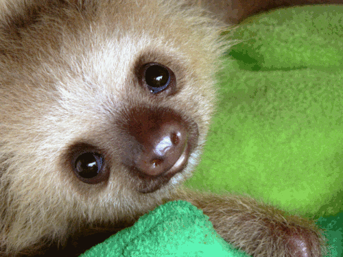 baby-sloth.gif