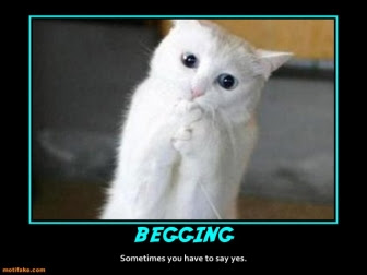 begging-cat-begging-cute-wytch-demotivational-posters-1313028504.jpg
