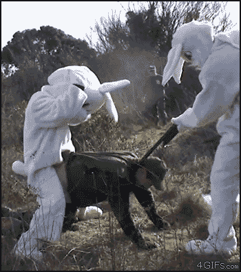 Rabbits+Revenge.+Would+have+backed+out+quietly_8f7022_4359397.gif
